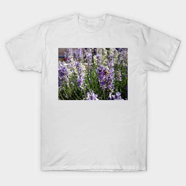 lavender T-Shirt by Gourmetkater